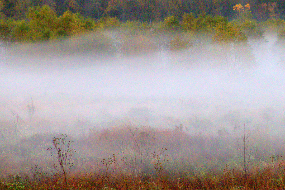 Morning Fog