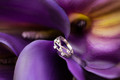 The Ring and The Lillies