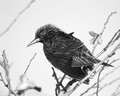 Bird in B&W