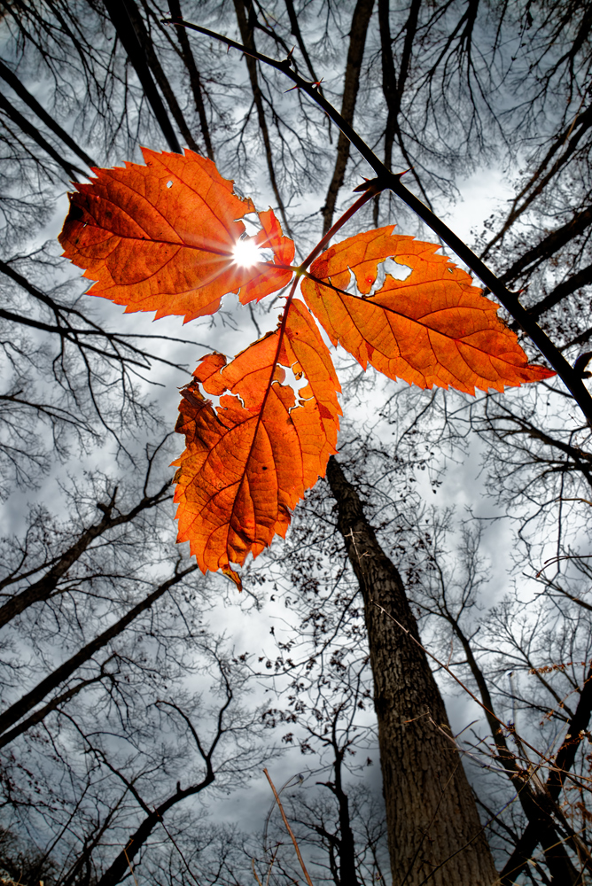 November Leaves