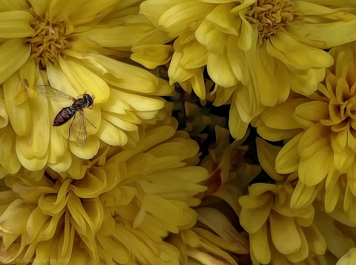 excuse me, waiter, there's a fly in my mums