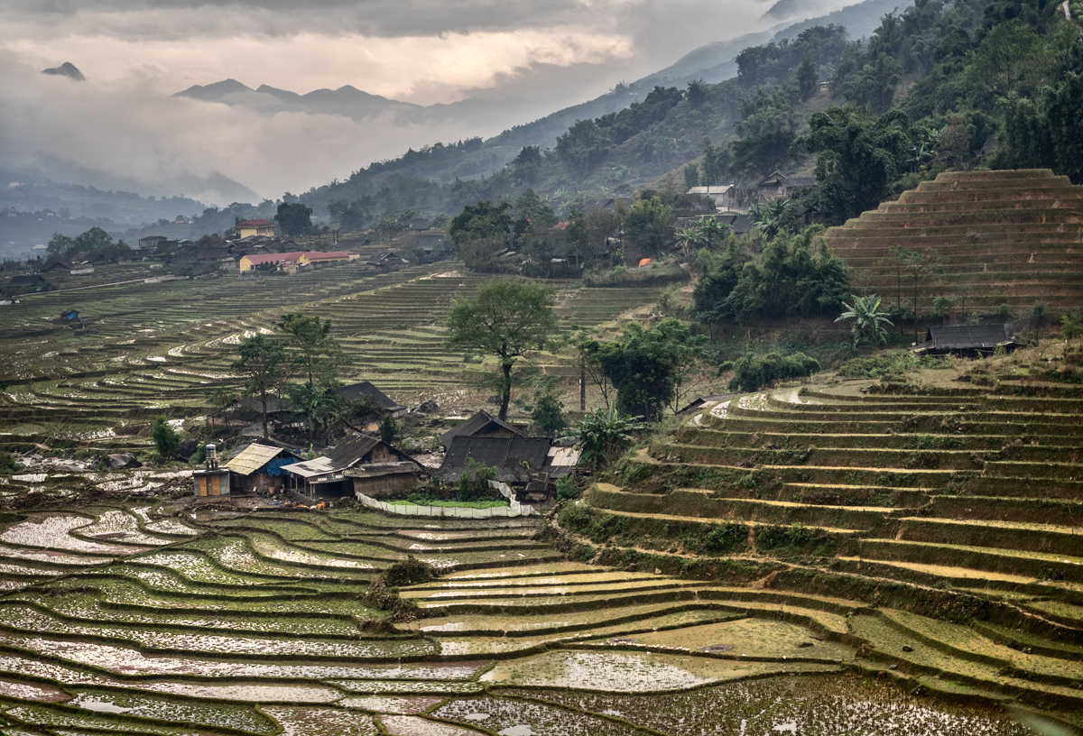 growing rice in Vietnam