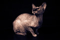 Lady Scarlet McFluff the Purrrth 