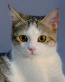 Lili