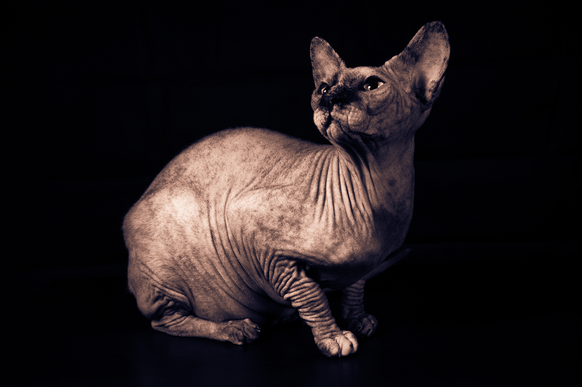 Lady Scarlet McFluff the Purrrth 