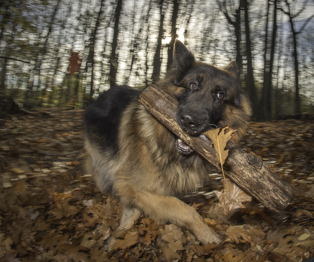 Leo with his stick