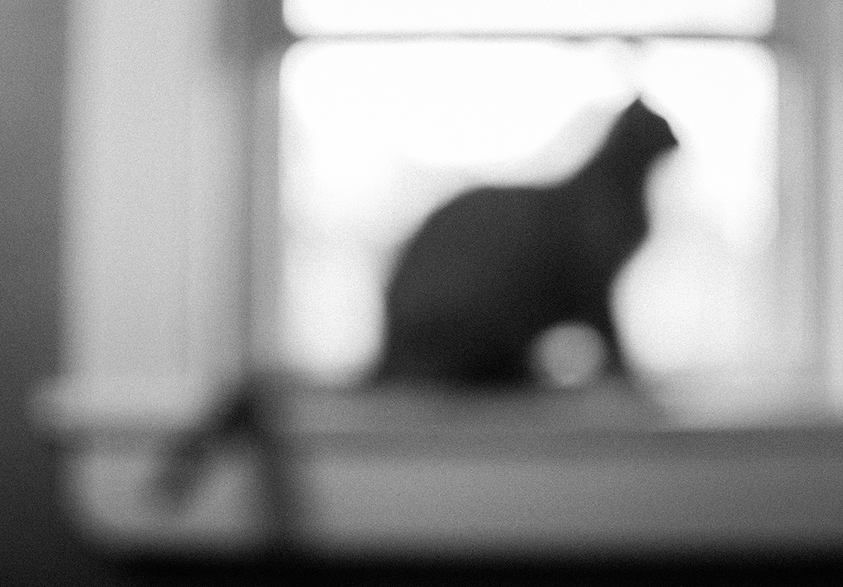 gato
