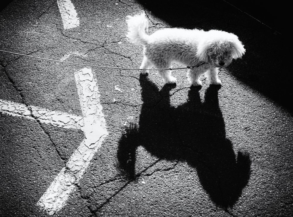 short way home