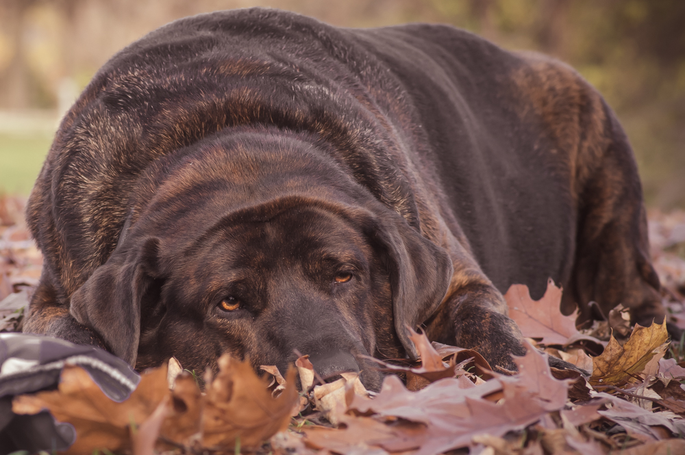I will take my bed of leaves over my blanket, thank you