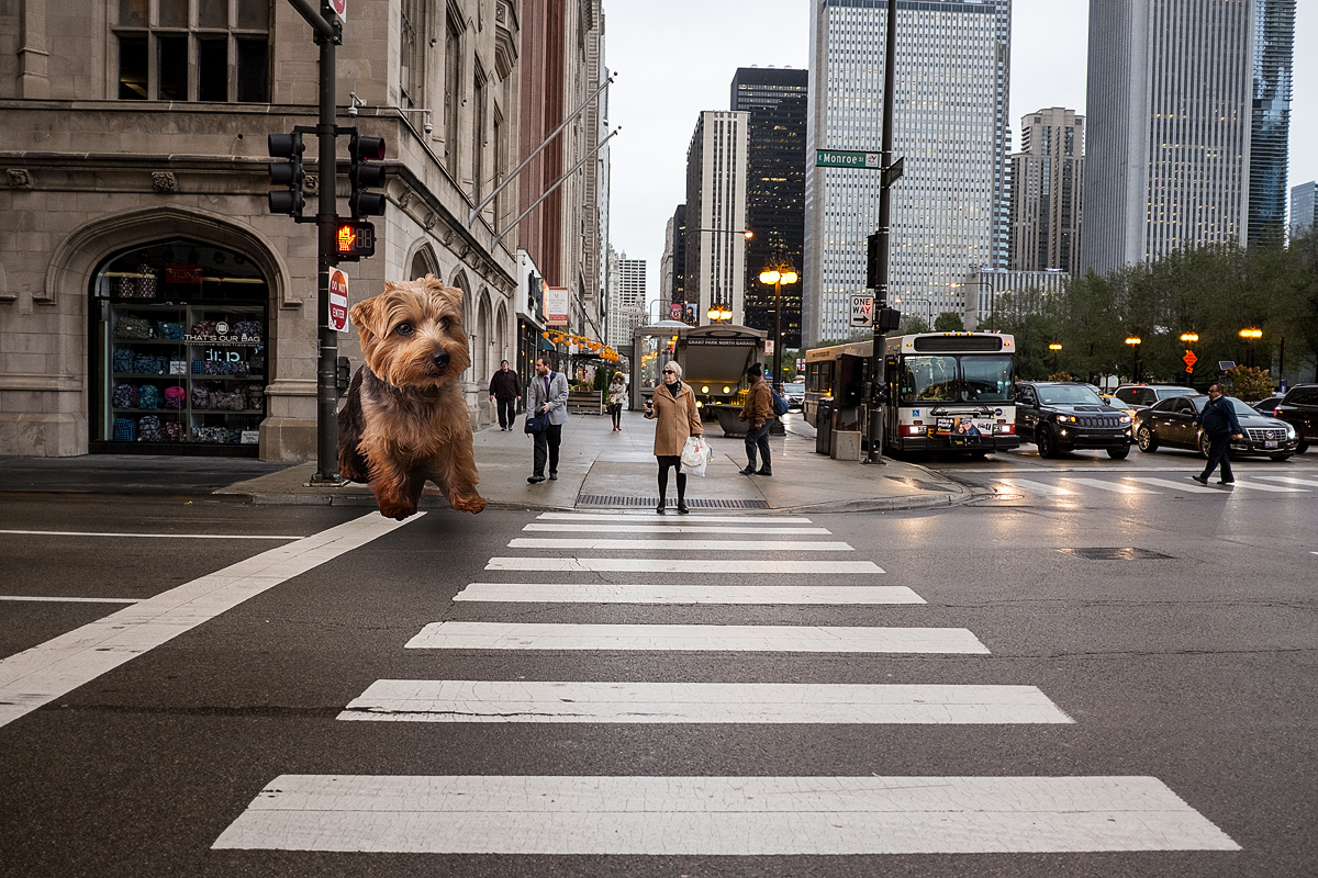 Dog Crossing