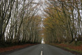 Tunnel of Trees