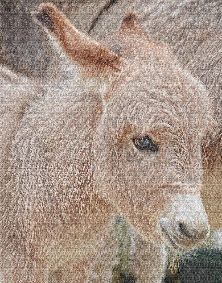 The Donkey Foal