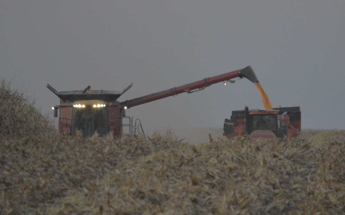 Corn Harvesting