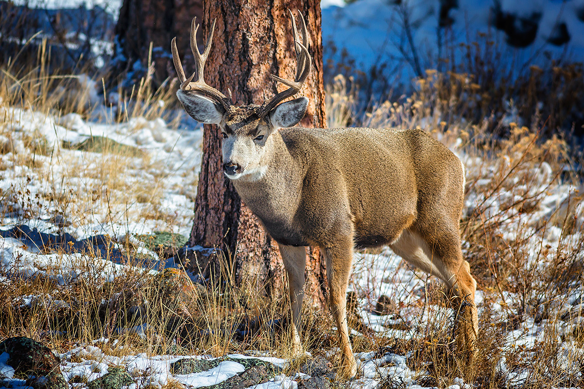 Antlers in the Wilderness