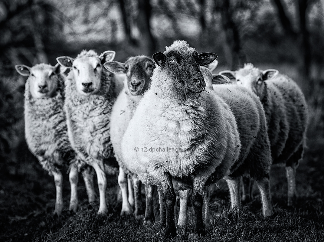 Leader of the pack