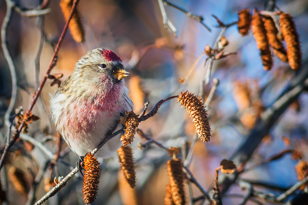 Male Redpoll feasting on Birch Catkins