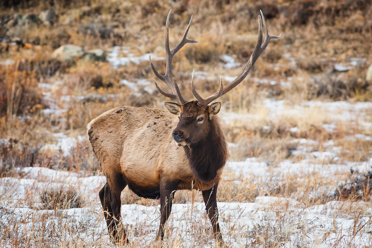 In the next election, voters will be between the Antlers of a Dilemma