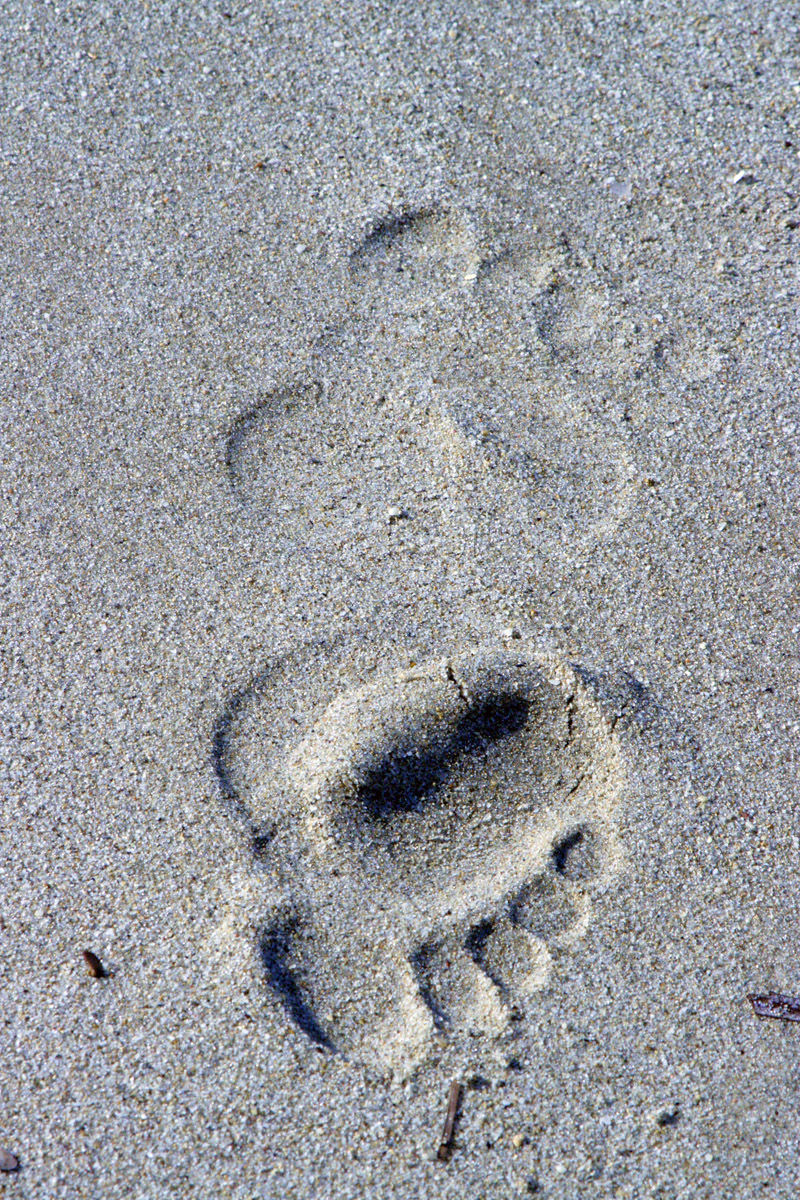 Footprints in the Sand