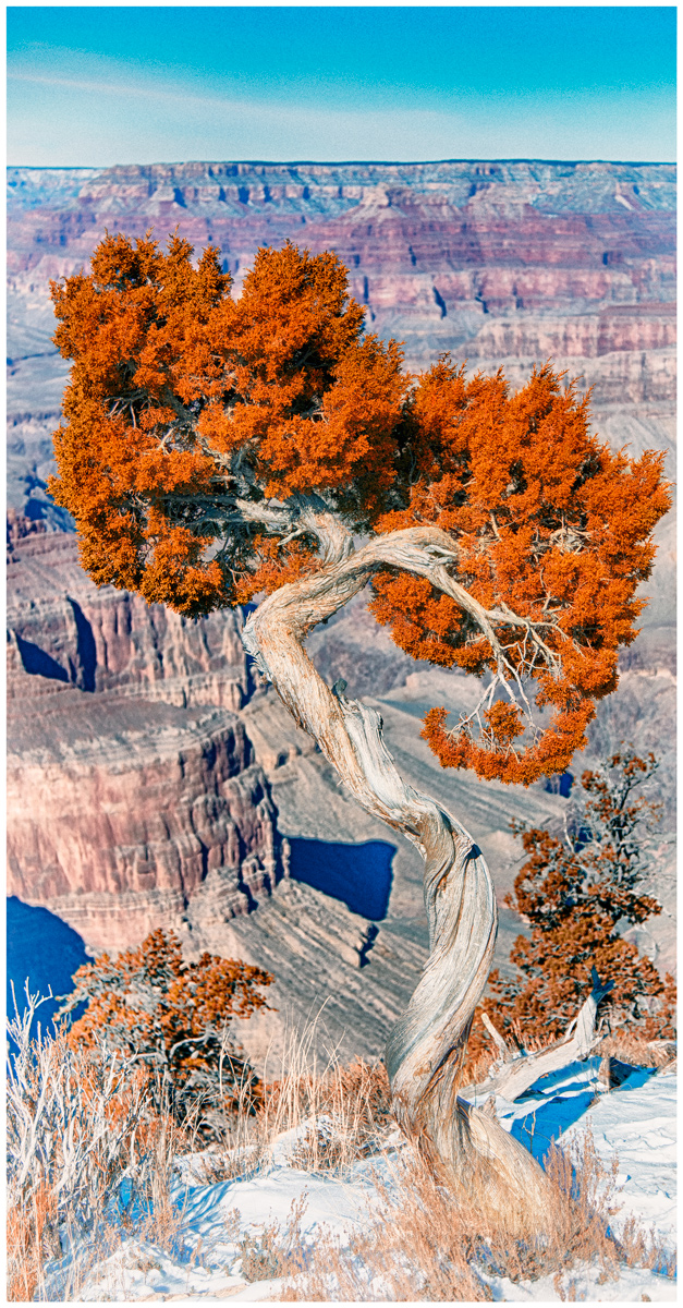 Colorado Pinyon With a View