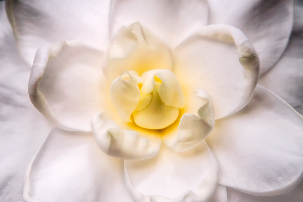 December Bloom