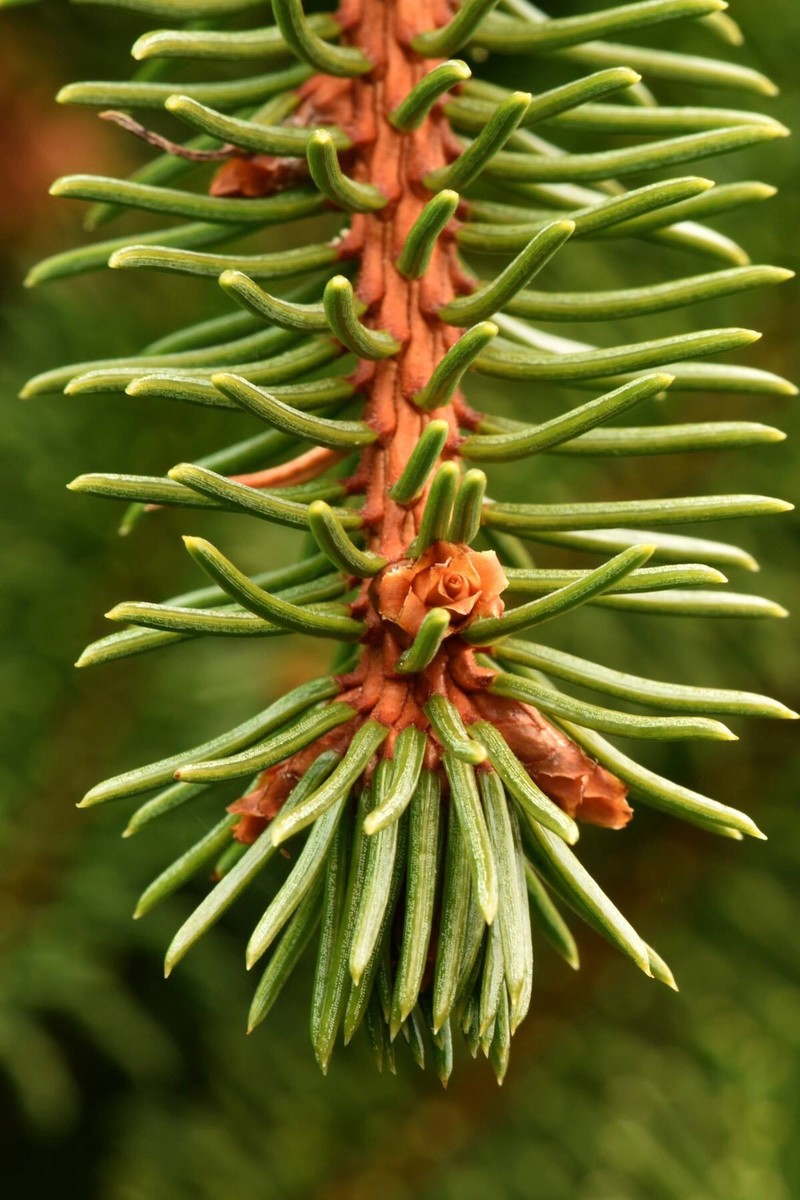 Norway Spruce macro