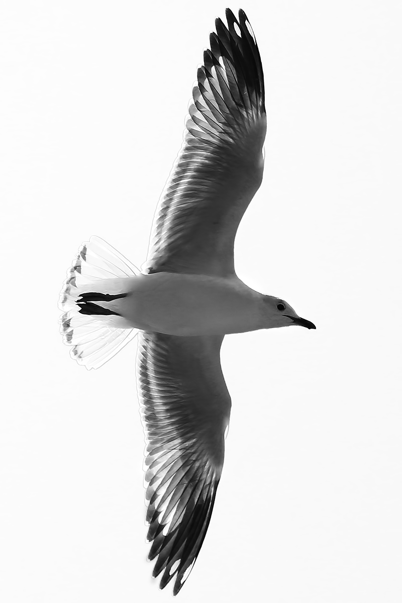 gull