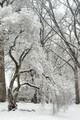 Walk through the park alone
