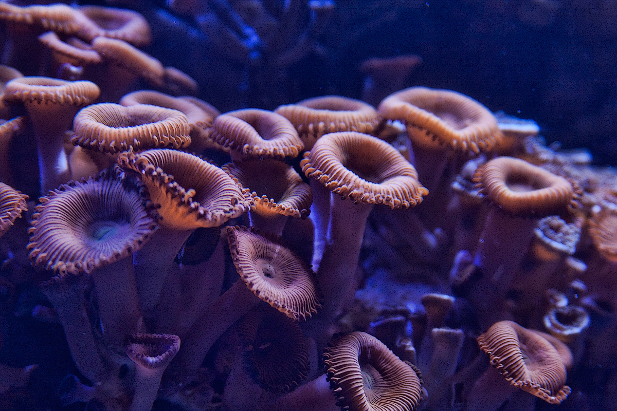 Circular Fluidity 