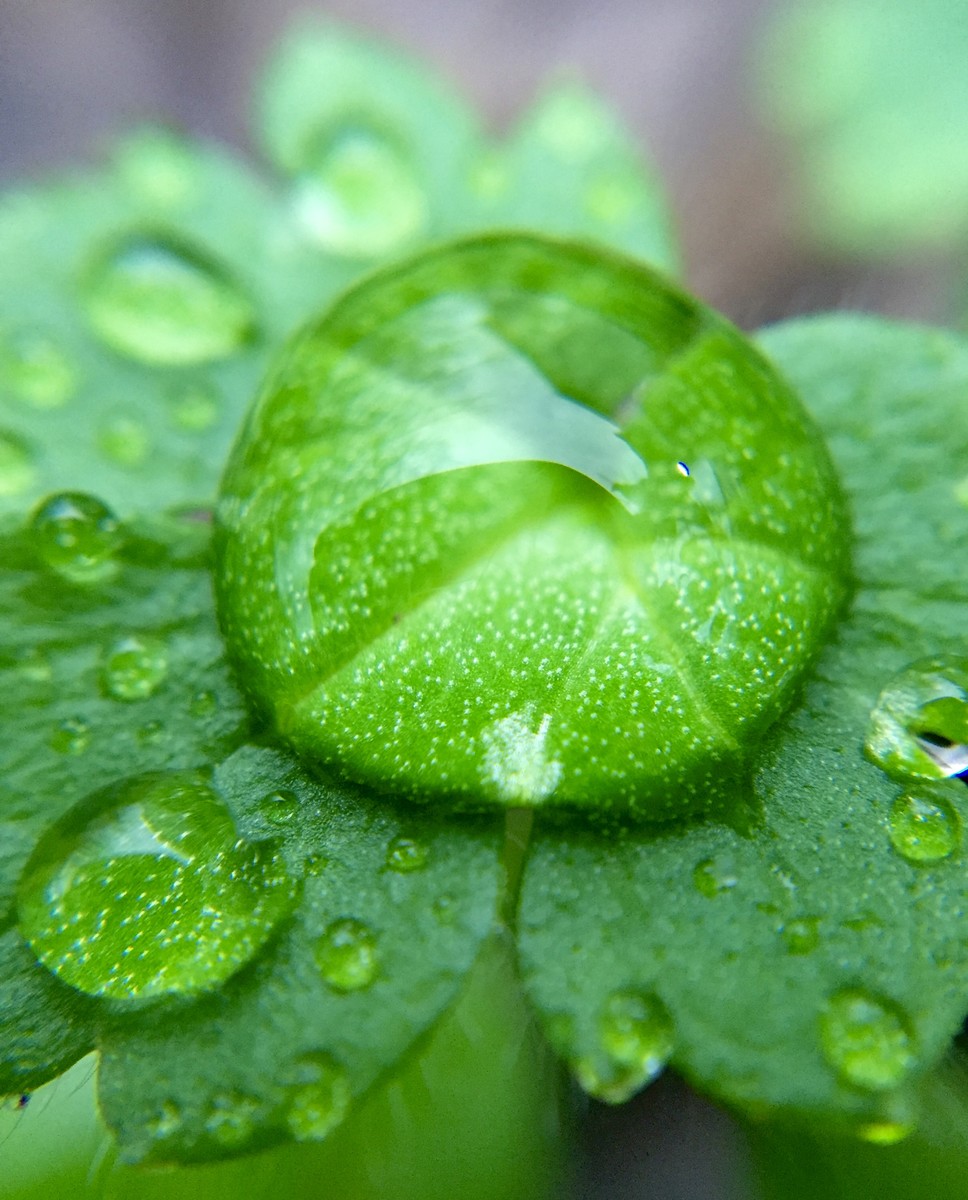 Dewdrop