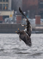 Eagle Battle