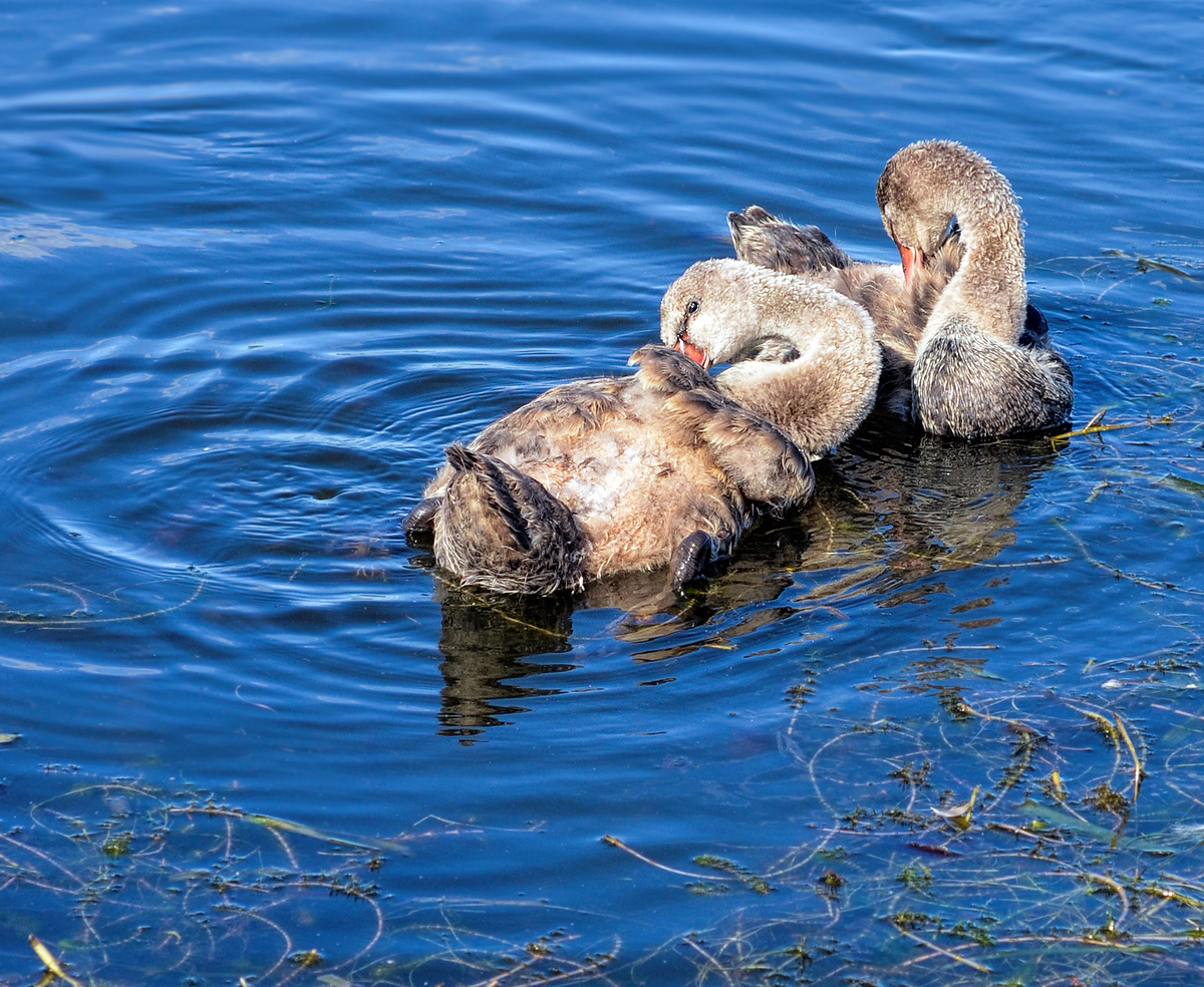 Preening
