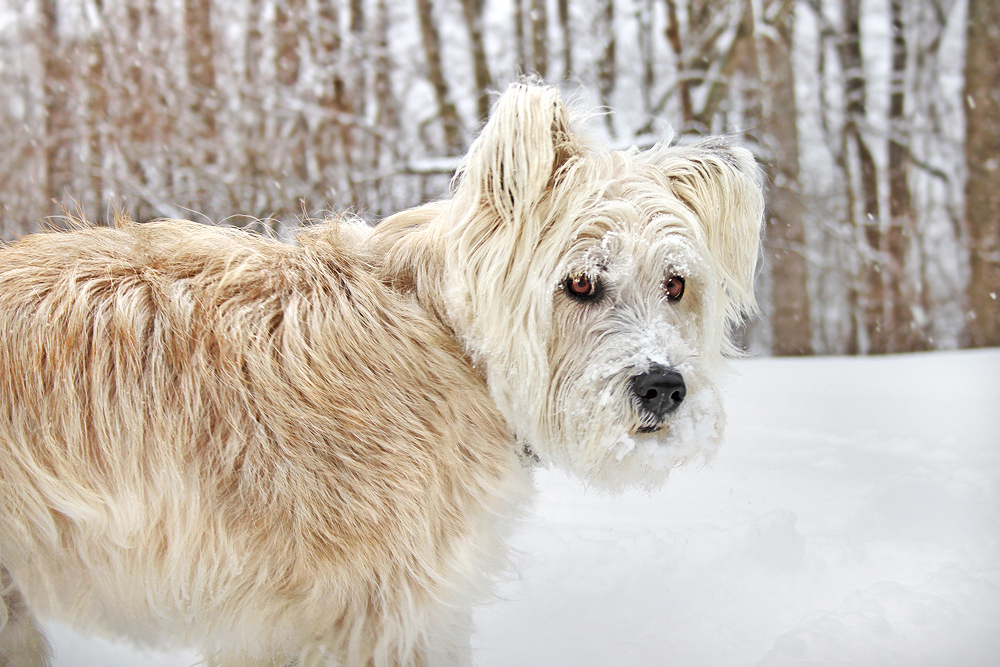 Snow Dog