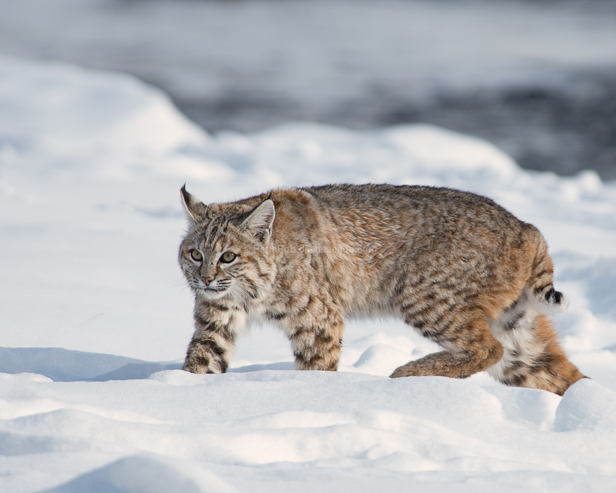 Bobcat On The Hunt