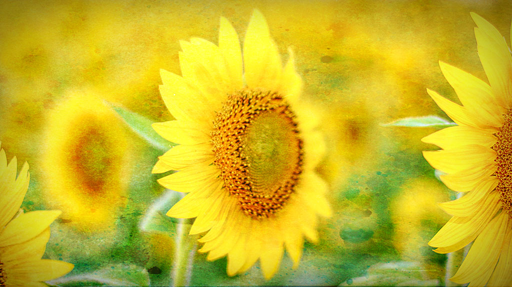 Finding the Sun
