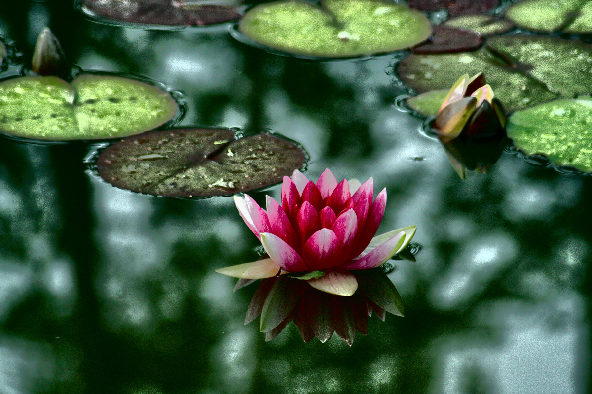 Red Water Lily