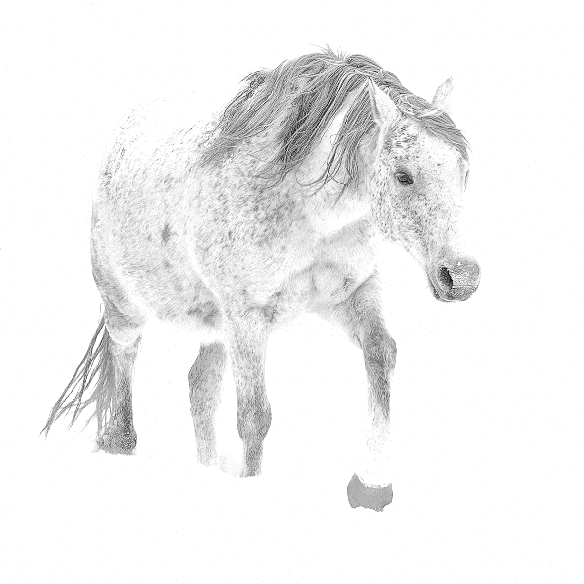 Snow pony