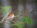 Hiding in the limbs