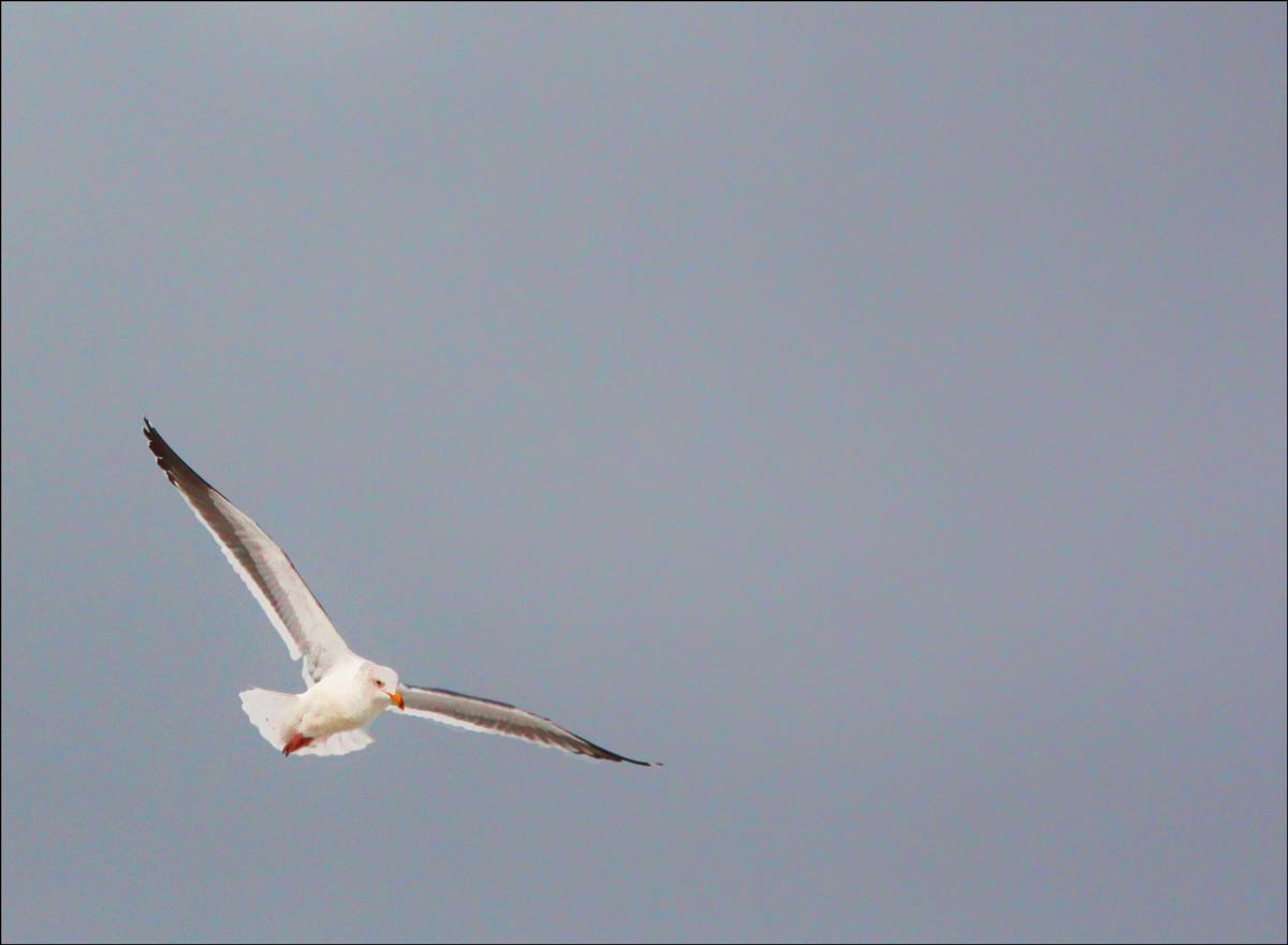 -Flight-Path-