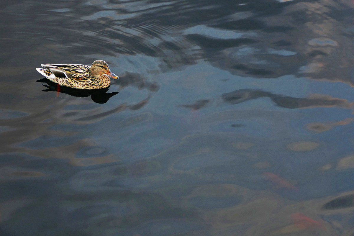 Just a Duck