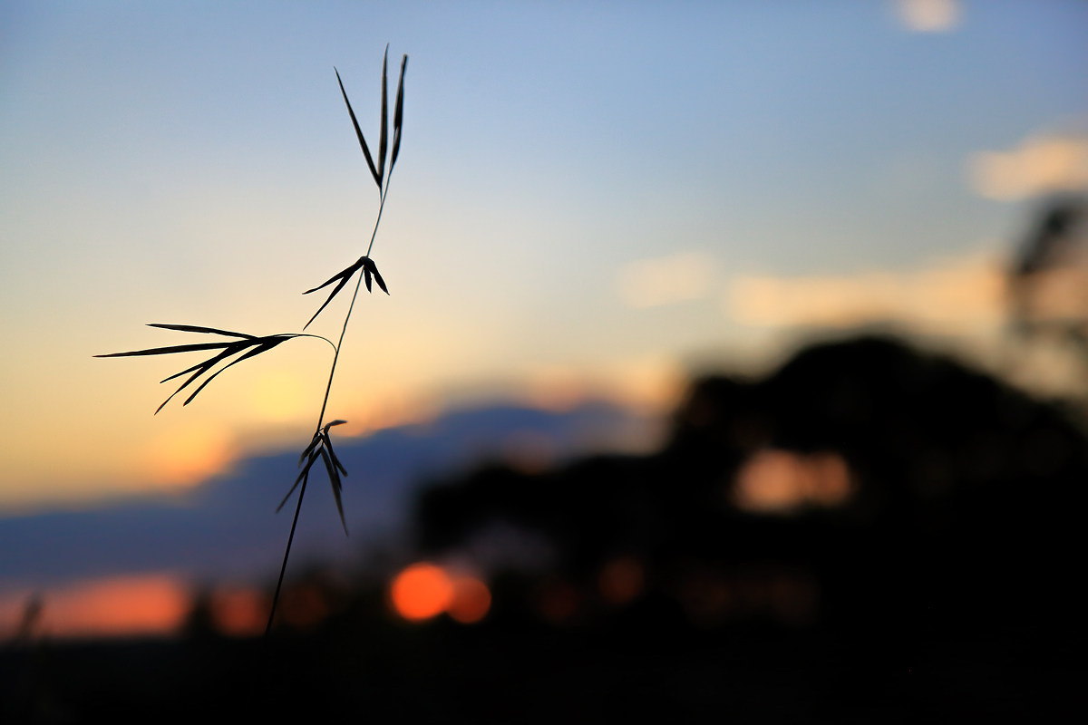 summer grass