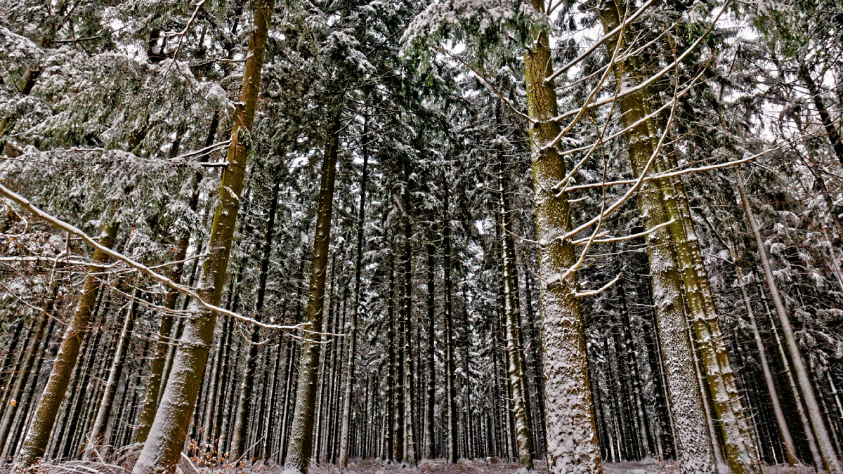 forest