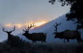 Antlers at Sunrise