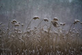 Blizzard & Foxtails