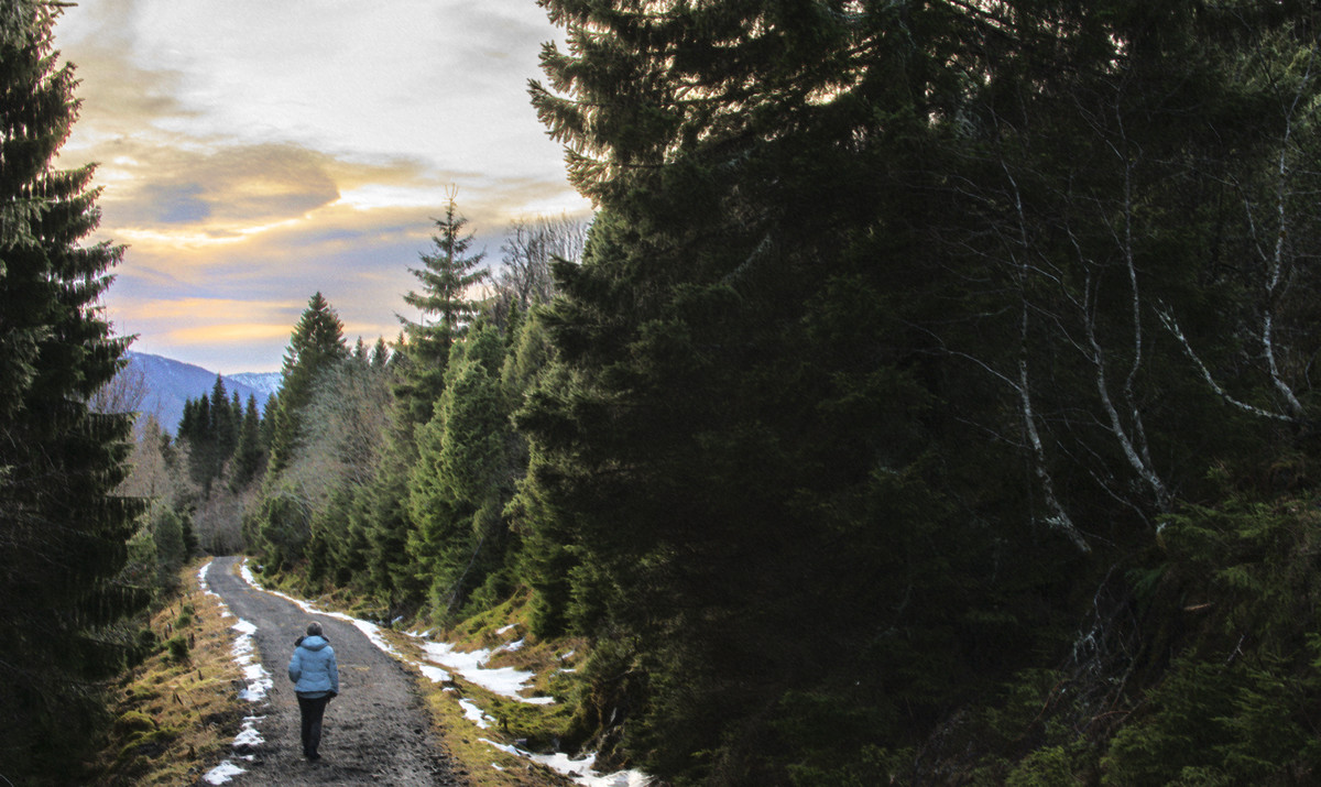 Sunset in the Forest