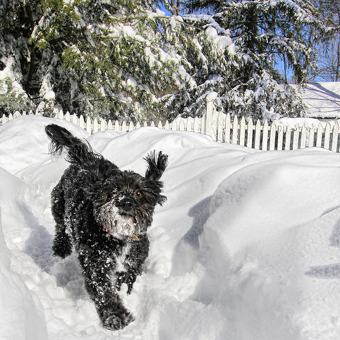 Snowy with a chance of dog