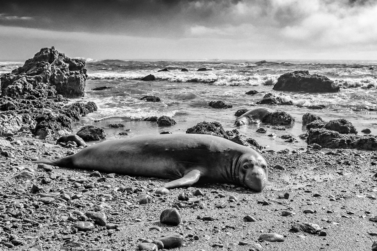 Elephant Seal Pup