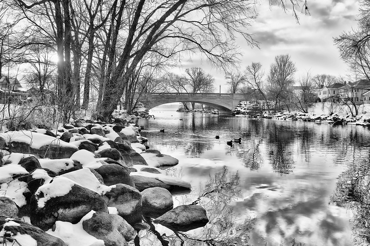 Winter Ducks