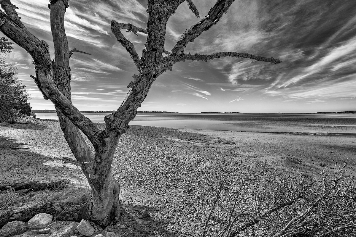 The BareTree and the Bay