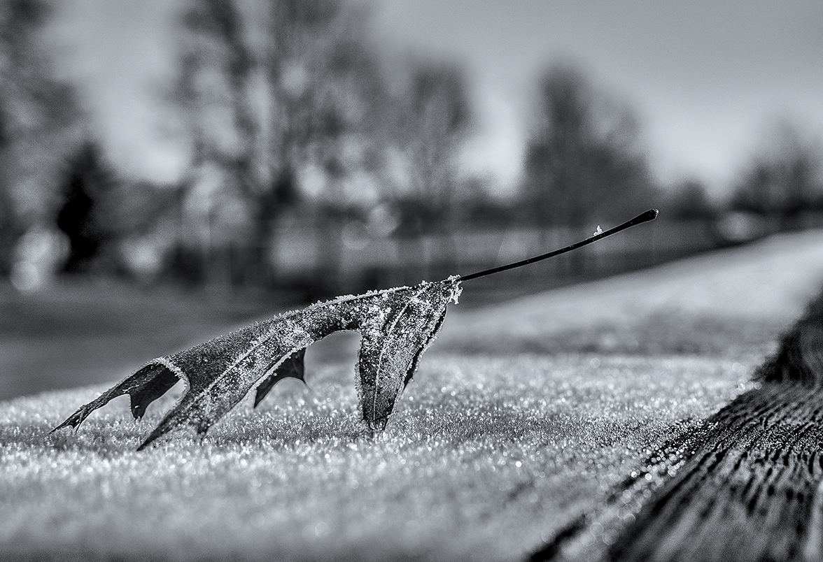 winter's touch