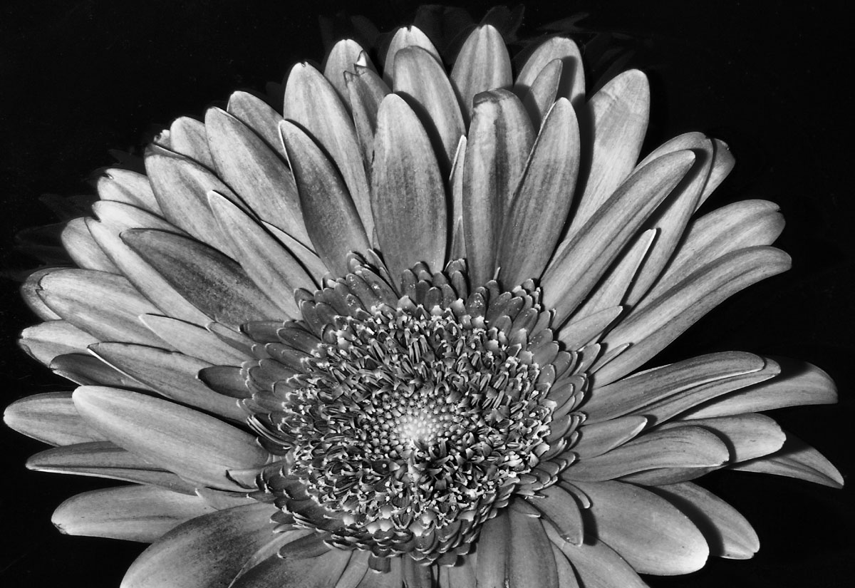 Black & White Flower in HDR